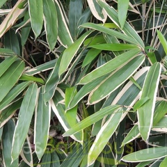 indocalamus.varius.7522