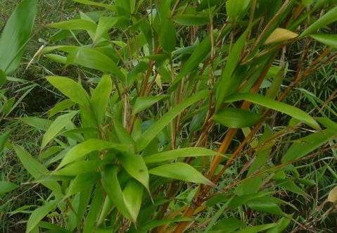 oligostachium.oedogonatum0207