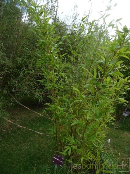 oligostachium.oedogonatum0208