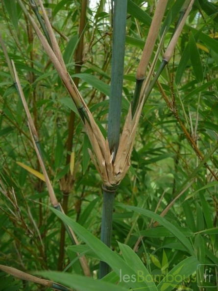 oligostachium.oedogonatum0214