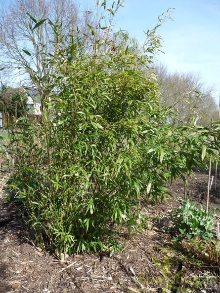 oligostachium.oedogonatum0257