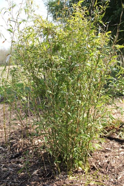 oligostachium.oedogonatum 0659
