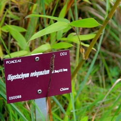 Oligostachyum