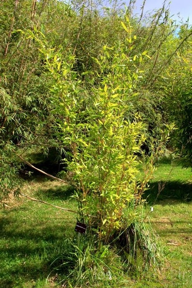 oligostachium.oedogonatum 1604