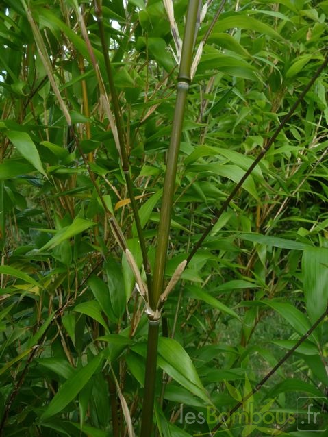 oligostachyum.sulcatum.0237