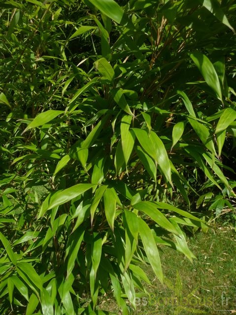 oligostachyum.sulcatum.0239