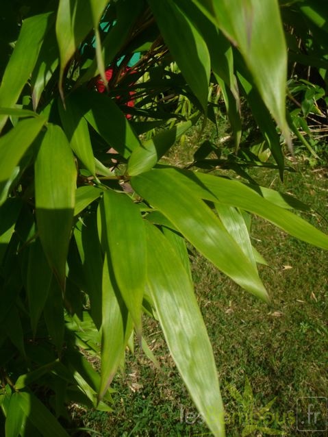 oligostachyum.sulcatum.0240