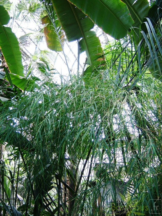 Otatea acuminata 