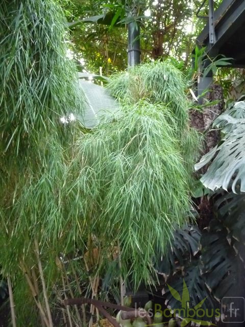 Otatea acuminata 030749