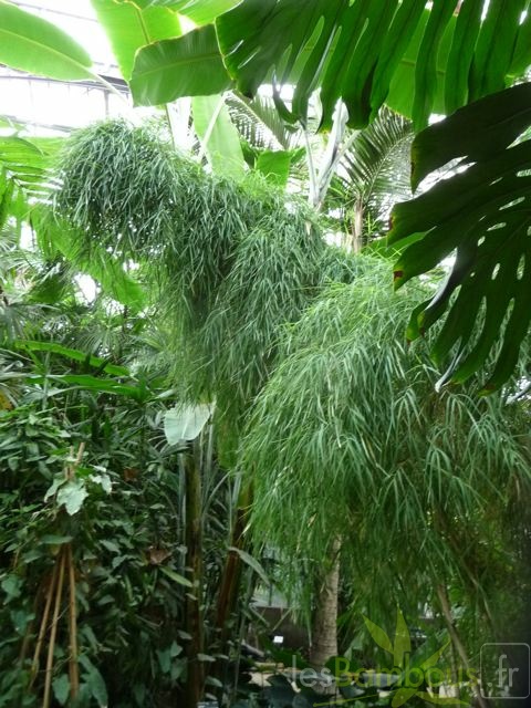 Otatea acuminata 030750