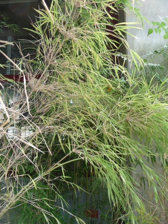 Otatea acuminata Mexique