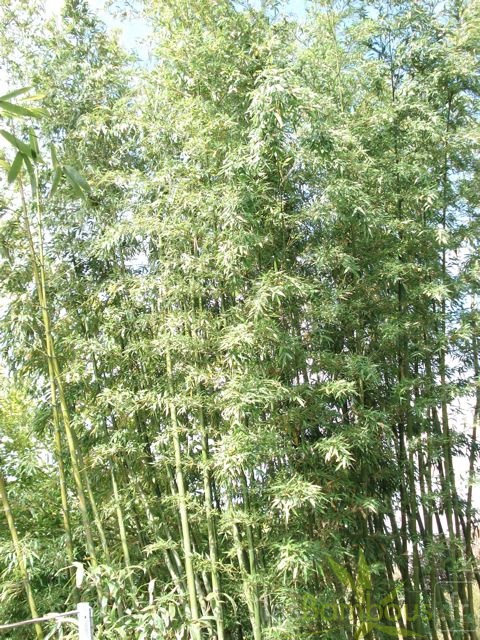 Phyllostachys acuta1