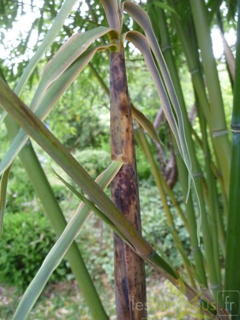 Phyllostachys arcana 01
