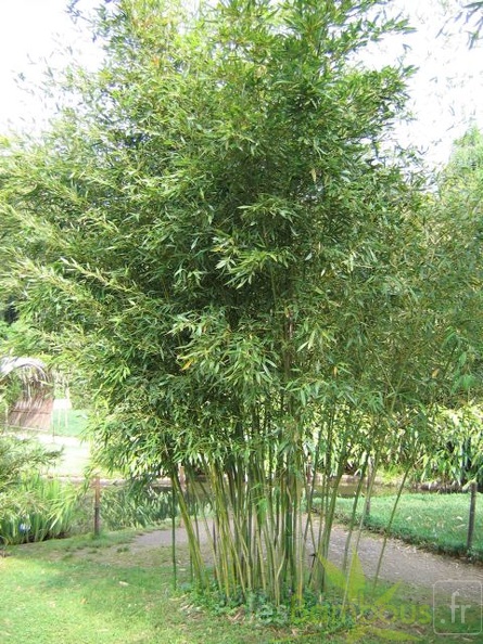 Phyllostachys arcana 03
