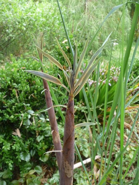 Phyllostachys arcana 06