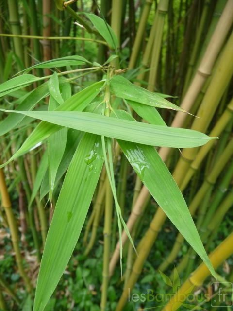 Phyllostachys arcana 08