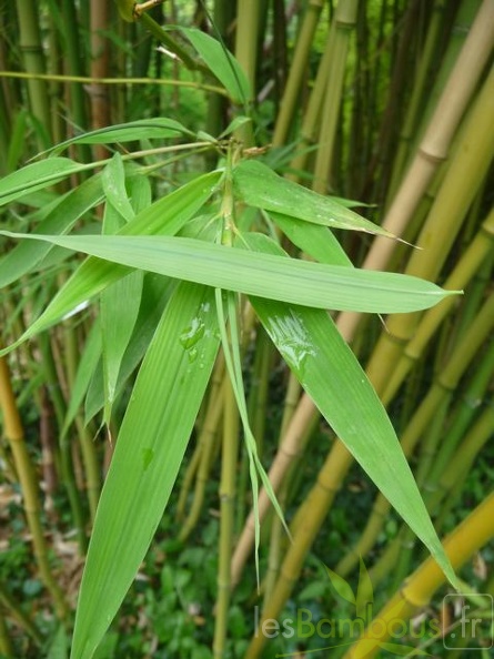 Phyllostachys_arcana_08.jpg