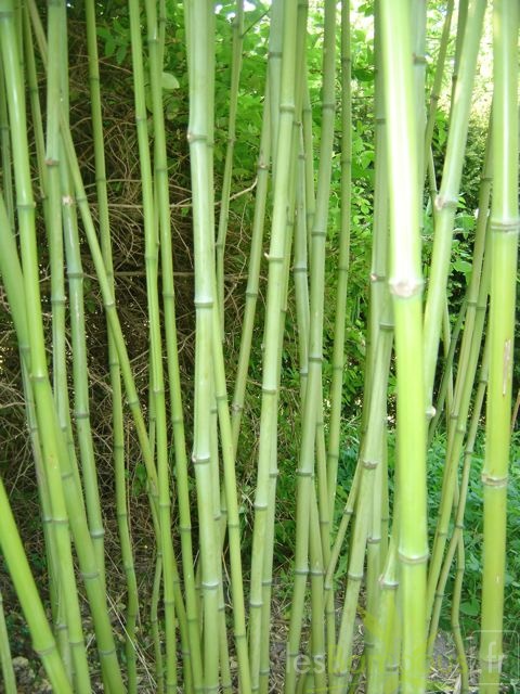 Phyllostachys arcana 09