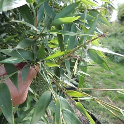 Arcana luteosulcata