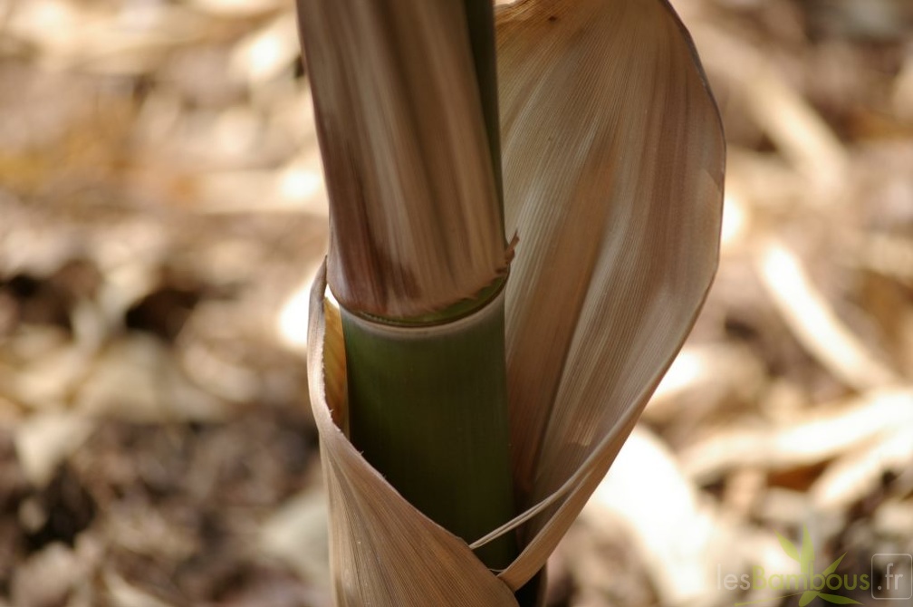 Phyllostachys atrovaginata