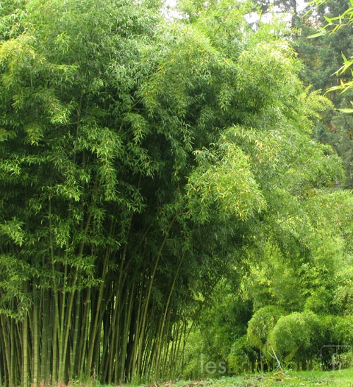 Phyllostachys atrovaginata01
