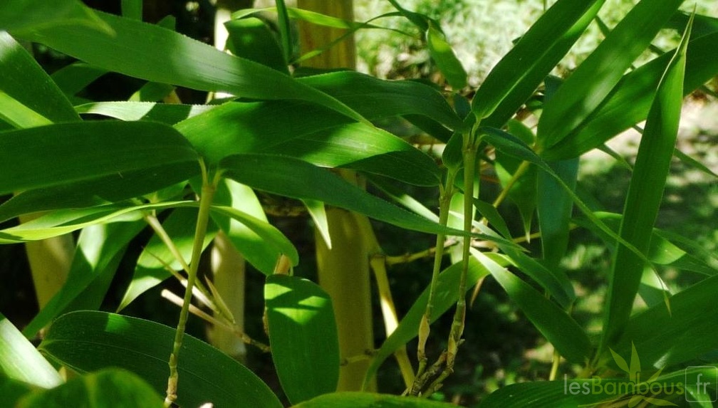 Phyllostachys atrovaginata 037