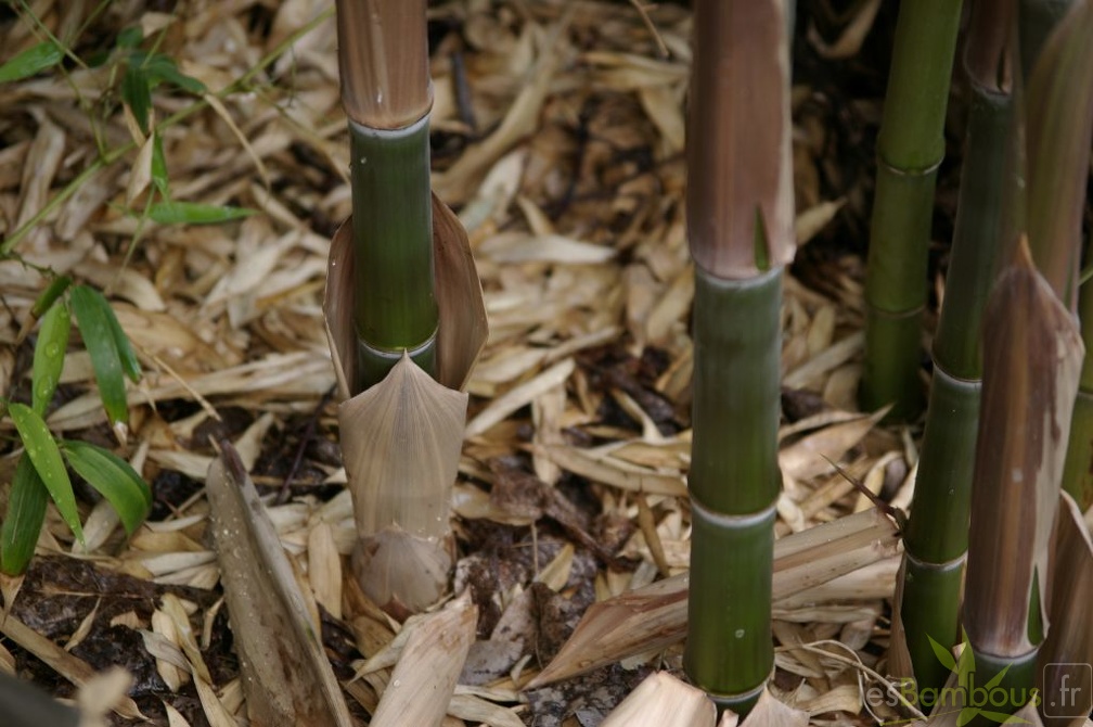 Phyllostachys atrovaginata 2