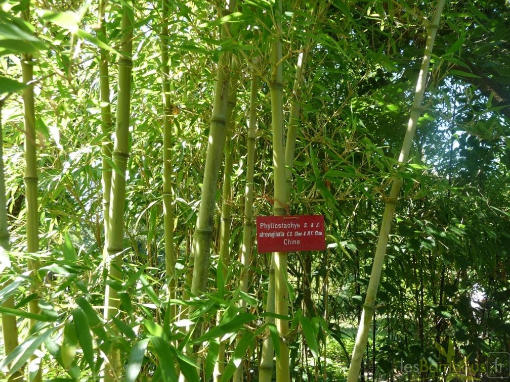 Phyllostachys atrovaginata 3