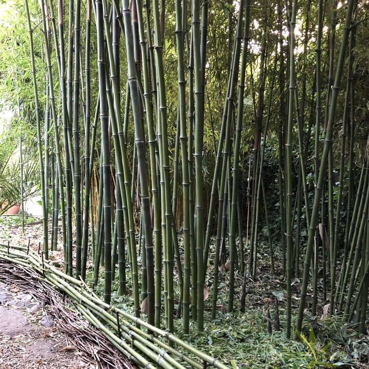Phyllostachys atrovaginata 4