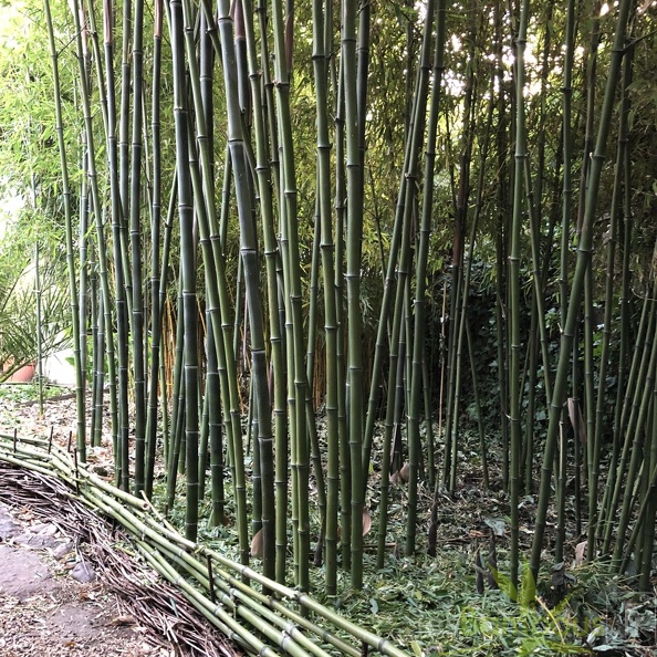 Phyllostachys atrovaginata 4