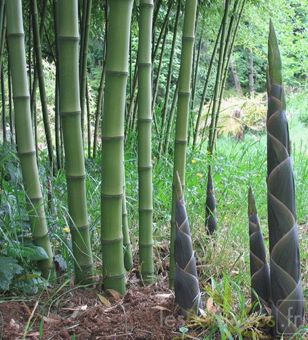 Phyllostachys atrovaginata turion1