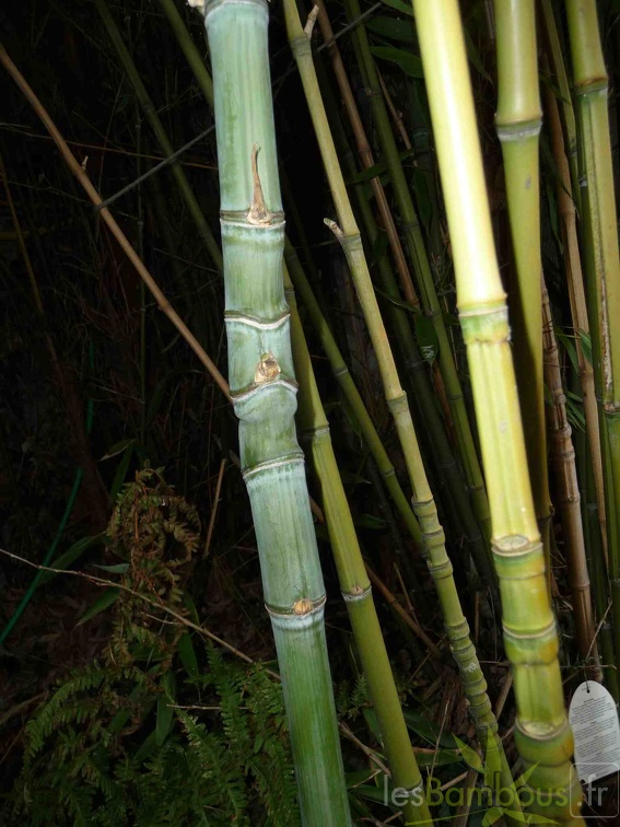 Phyllostachys aurea chaume