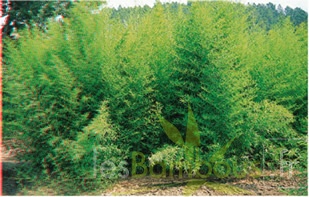 Phyllostachys aurea global