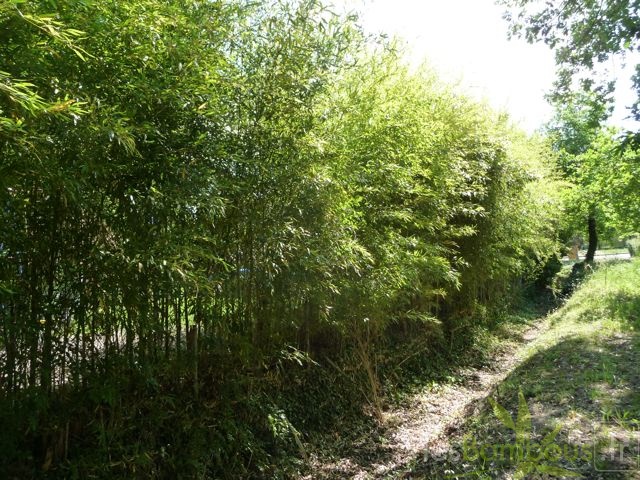 Phyllostachys aurea global 2