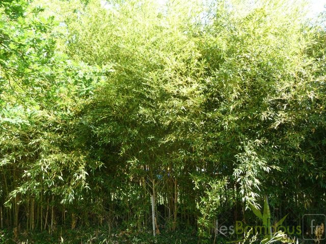 Phyllostachys_aurea_global_4.jpg