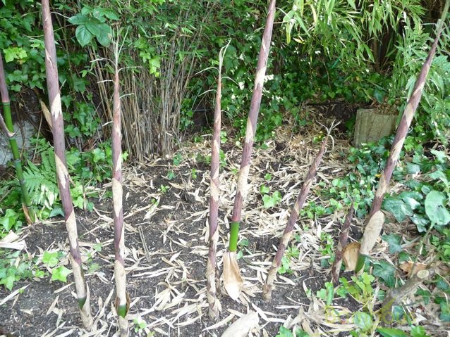 Phyllostachys aurea turion