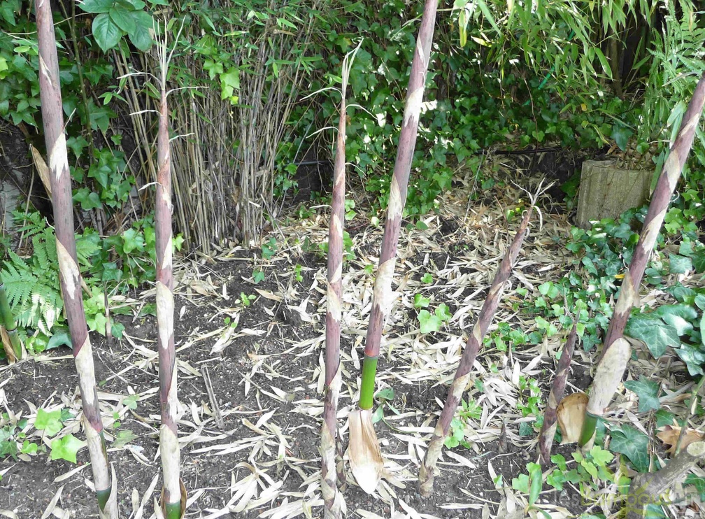 Phyllostachys aurea turion 1