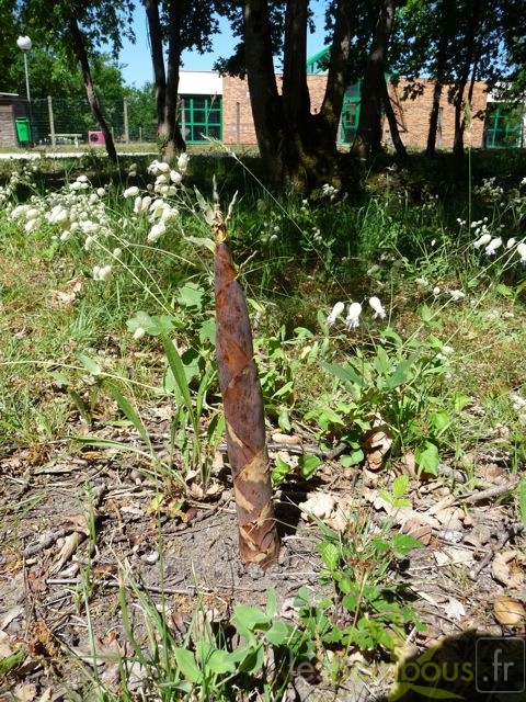 Phyllostachys aurea turion 2