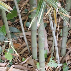 Aurea Albovariegata