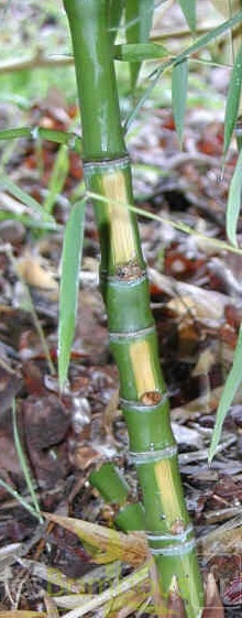 Phyllostachys_aurea_flavescens_inversa.jpg