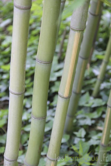 Phyllostachys aurea flavescens inversa chaume