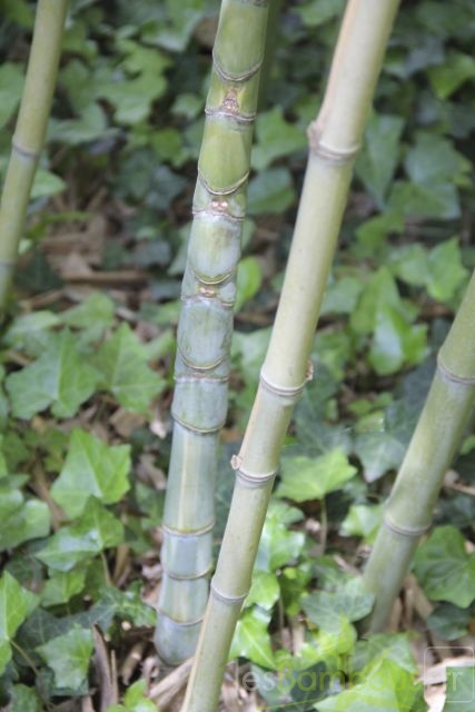 Phyllostachys aurea flavescens inversa chaume1