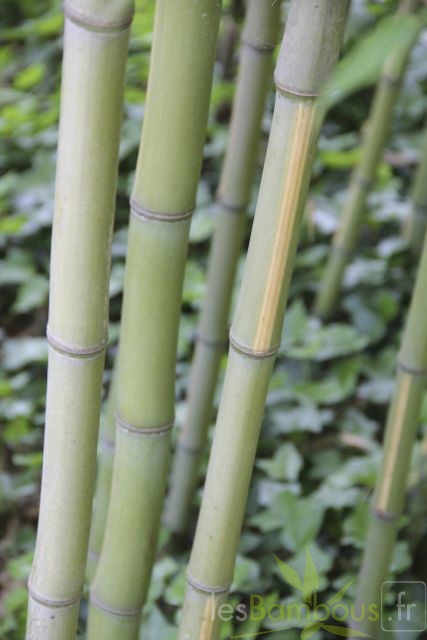 Phyllostachys aurea flavescens inversa chaume2