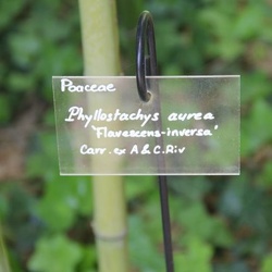 Aurea Flavescens Inversa