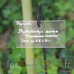 Phyllostachys aurea flavescens inversa p