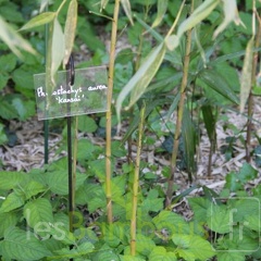 Phyllostachys aurea kansai 01