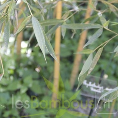 Phyllostachys aurea kansai 02