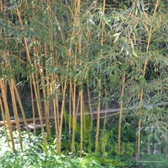 Phyllostachys aurea kansai 03