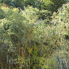 Phyllostachys aurea kansai 04