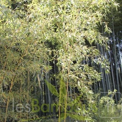 Phyllostachys aurea kansai 05